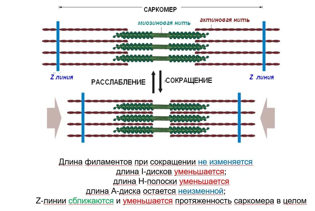 Сокращение саркомера. Саркомер схема сокращения. Саркомер механизм мышечного сокращения. Саркомер строение гистология. Этапы мышечного сокращения саркомера.