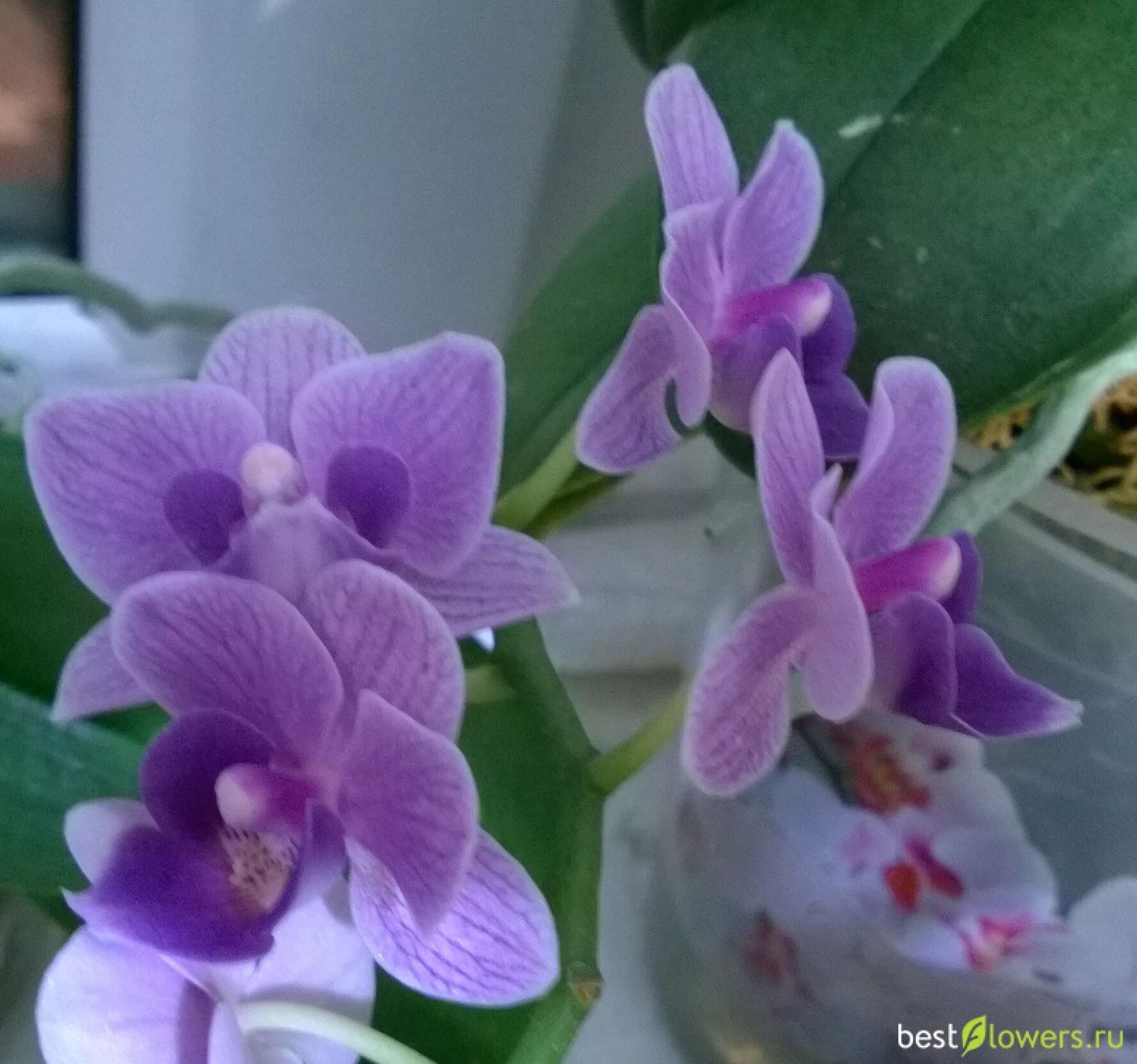 Ароматные фаленопсисы. Phalaenopsis Multi. ...Lilac - фаленопсис. Ароматные орхидеи фаленопсис. Орхидея фаленопсис мини фиолетовая. Фаленопсис мини сорта.