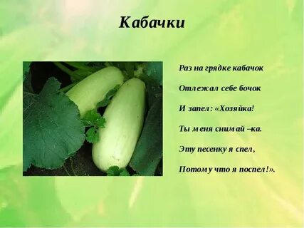 Как пишется кабачок