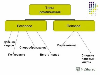 В основе размножения организмов лежит