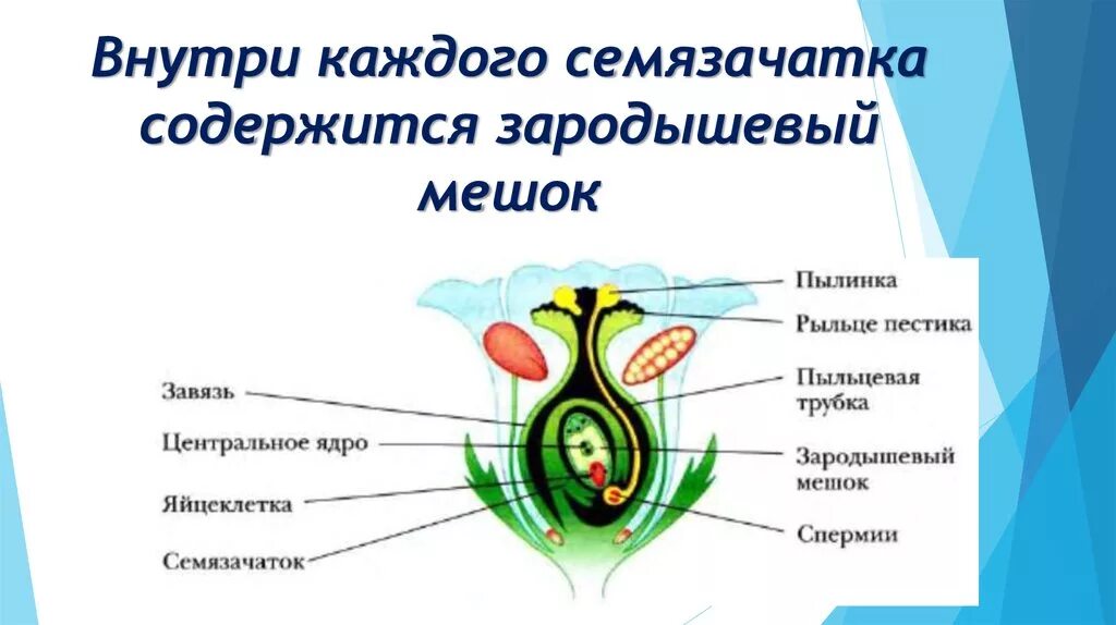 Что развивается внутри семязачатка зародышевый мешок