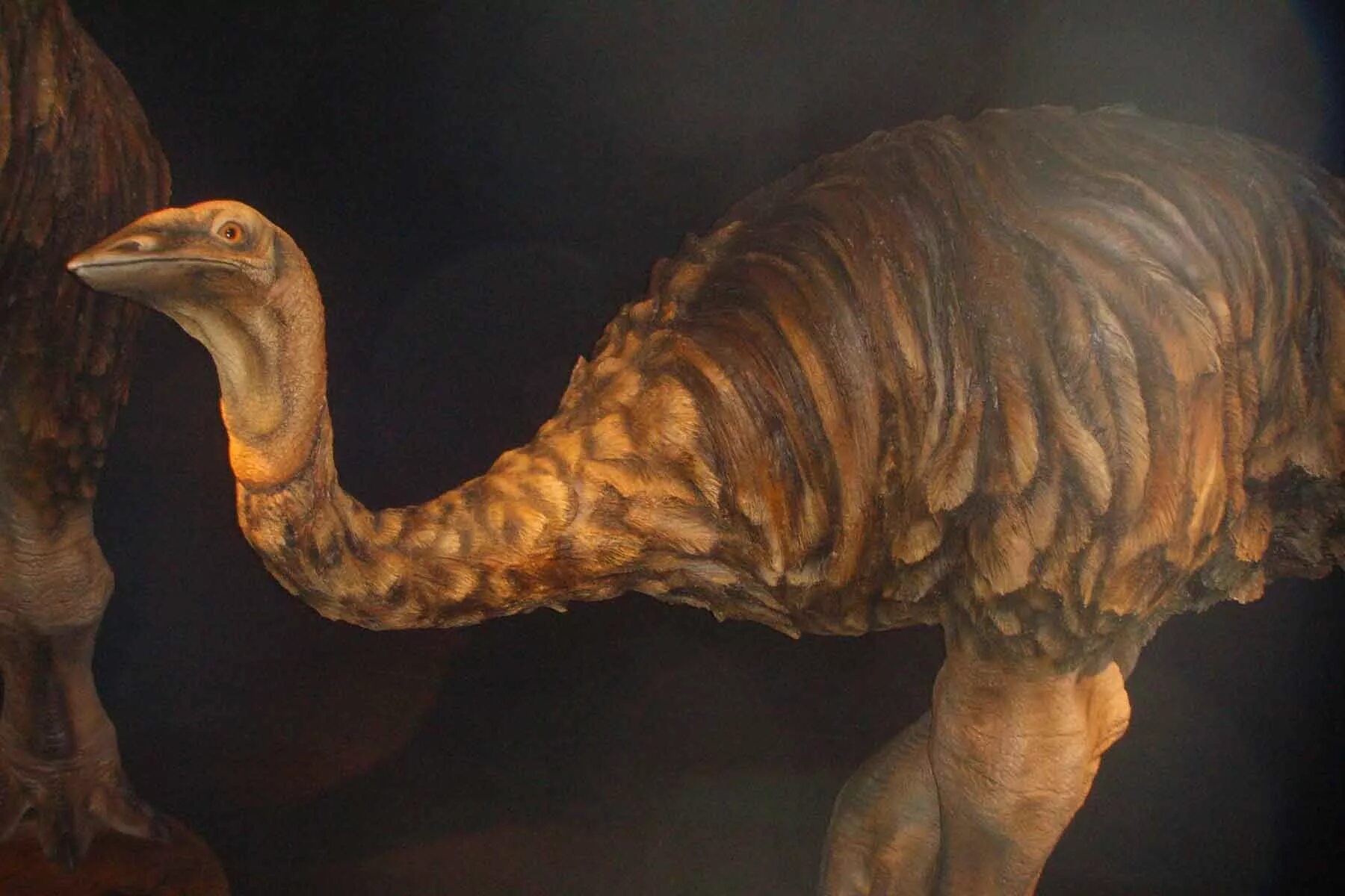 Страус эпиорнис. Птица-слон эпиорнис. Эпиорнис мадагаскарский. Эпиорнис максимус. Вымер древний страус.