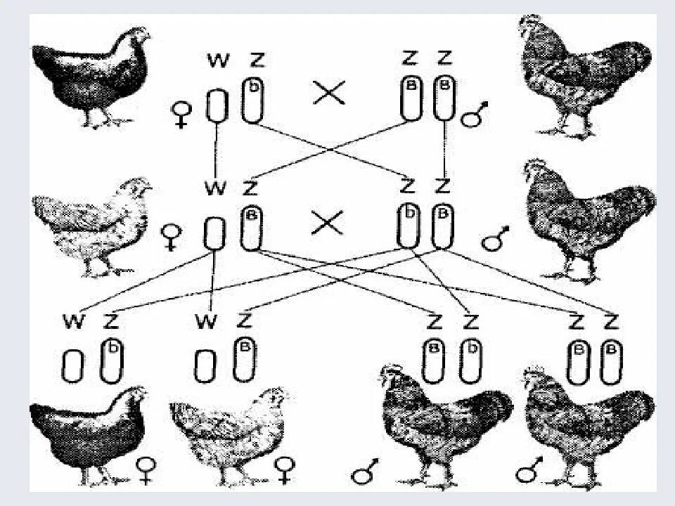 Пол у птиц хромосомы. Генетика пола, половые хромосомы. Генетика пола птиц. Генетика пола животных. Хромосомы птиц.