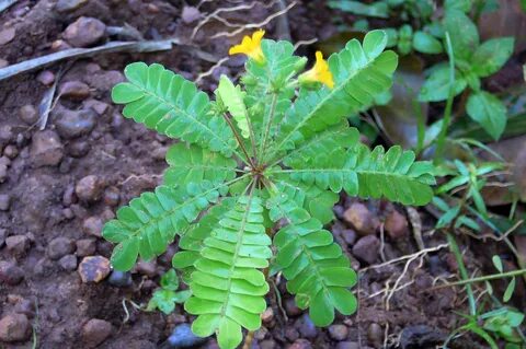 Plants file