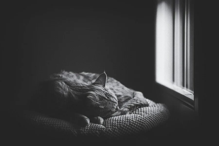 Одинокий кот. Кот ночью. Спящий кот на подоконнике. Ночью одиноко спать