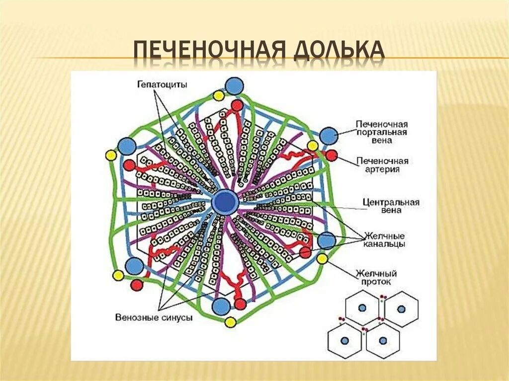 Функциональная единица печени. Схема строения печеночной дольки. Схема строения дольки печени анатомия. Схема печеночной дольки патофизиология. Строение печеночной дольки рисунок.