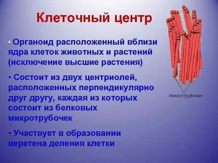 Клеточный центр принимает участие