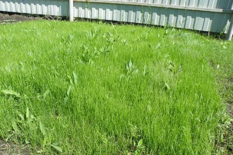Через сколько взойдет газонная трава. Сорняк похожий на газонную траву. Газонные сорняки. Сорняковый газон. Газон всходит.