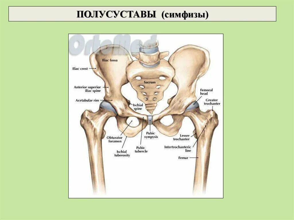 Лобковые кости соединение. Симфизы соединения костей. Полусуставы строение. Симфизы соединения костей примеры. Полусуставы симфизы.