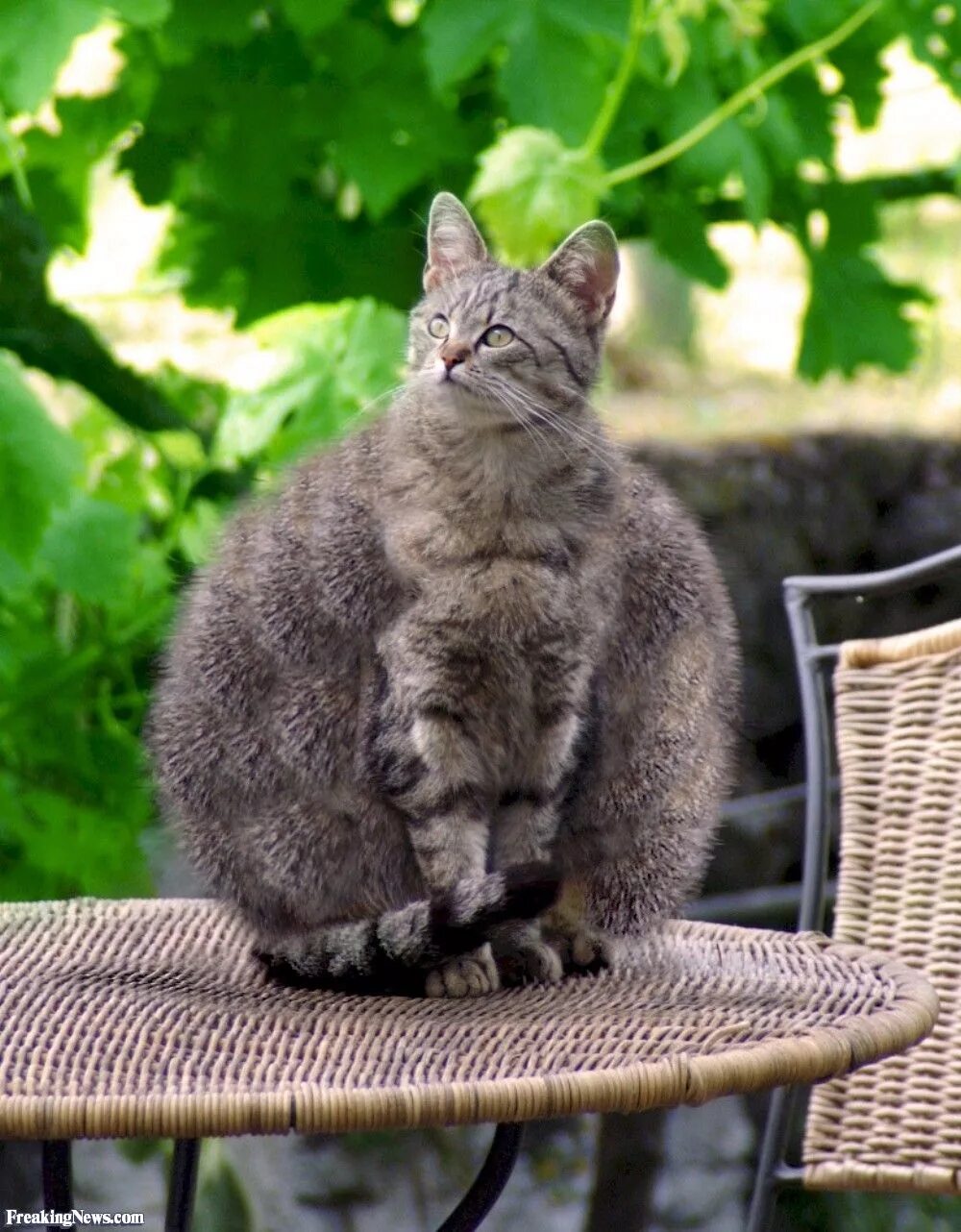 Кошачья квадробика. Коты. Котики смешные. Интересные коты. Толстый серый котенок.