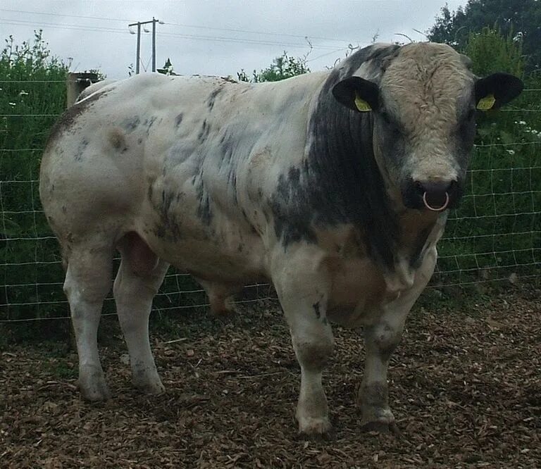 Большой бык. Шортгорнская порода Быков. Бельгийский белоголовый бык. Бельгийский голубой бык. Бельгийская голубая порода КРС.