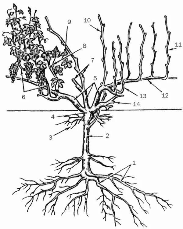 Корневая система винограда. Корневая поросль винограда. Корневая система винограда схема. Строение корневой системы винограда. Строение виноградной лозы.