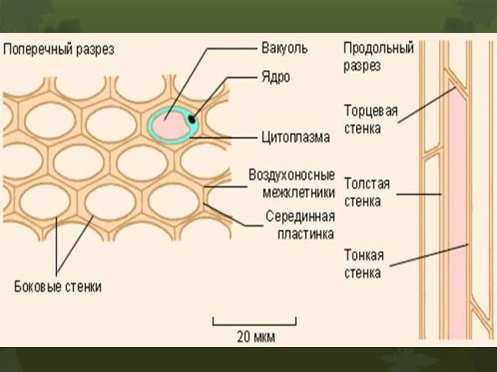 Значение механической ткани у растений. Механическая ткань колленхима строение. Механическая ткань растений колленхима. Механическая ткань растений рисунок строение. Строение клеток колленхимы.