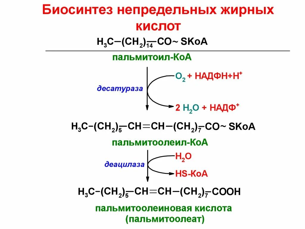 Окисление в биосинтезе. Биосинтез непредельных жирных кислот. Синтез ненасыщенных жирных кислот. Особенности синтеза непредельных жирных кислот. Биосинтез высших жирных кислот 2 этап.