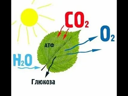 Биология 9 класс биосинтез углеводов фотосинтез