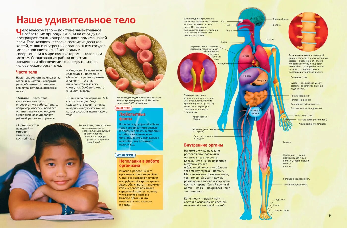 Интересные сведения о человеческом теле. Анатомия человека. Интересные факты об органах человека. Анатомия человека для детей. Любой орган в организме