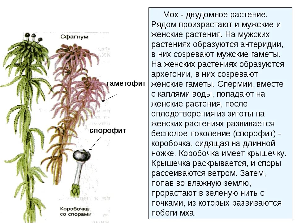 Мох сфагнум гаметофит