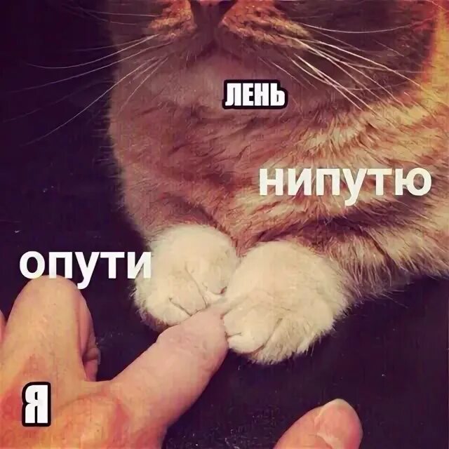 Отпусти непутю мем. Опути непутю. Апути мем. Котик непутю. Опути нипутю кот.
