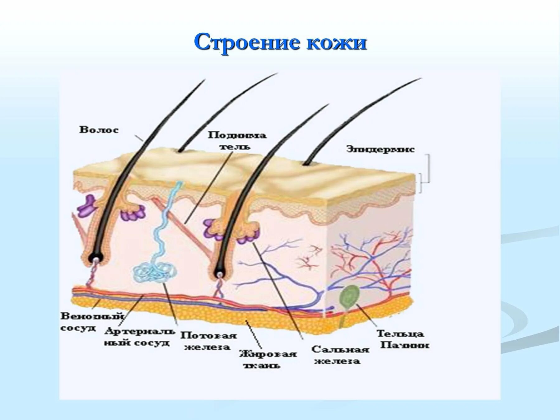 Тема кожа 8 класс биология с ответами. Структура кожи биология 8 класс. Кожа строение кожи 3кл. Строение кожи биология 8. Строение кожи рисунок.