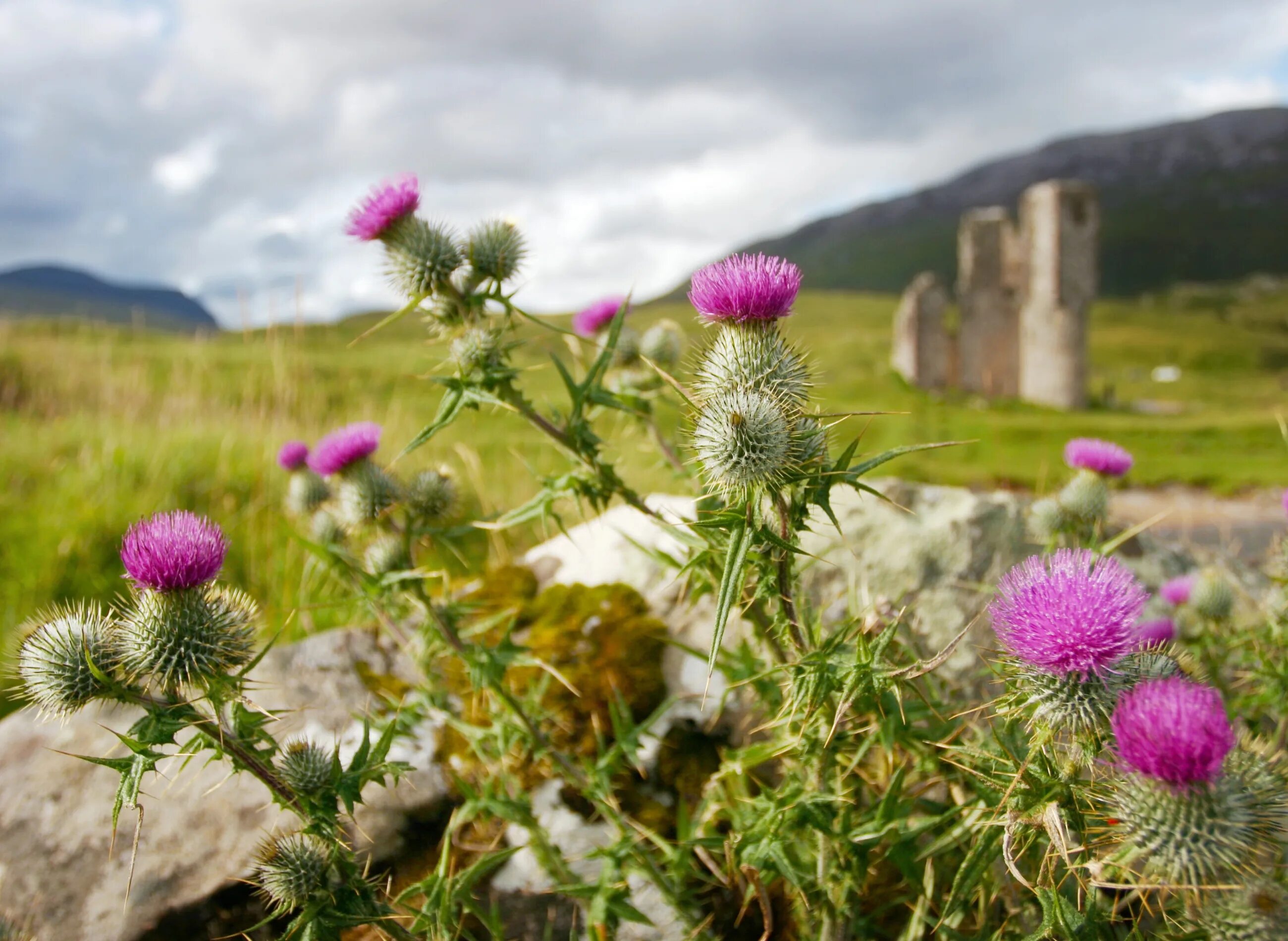 Scotland plants. Чертополох Шотландия. Шотландия чертополох Уэльс. Чертополох символ Шотландии. Цветок чертополоха символ Шотландии.