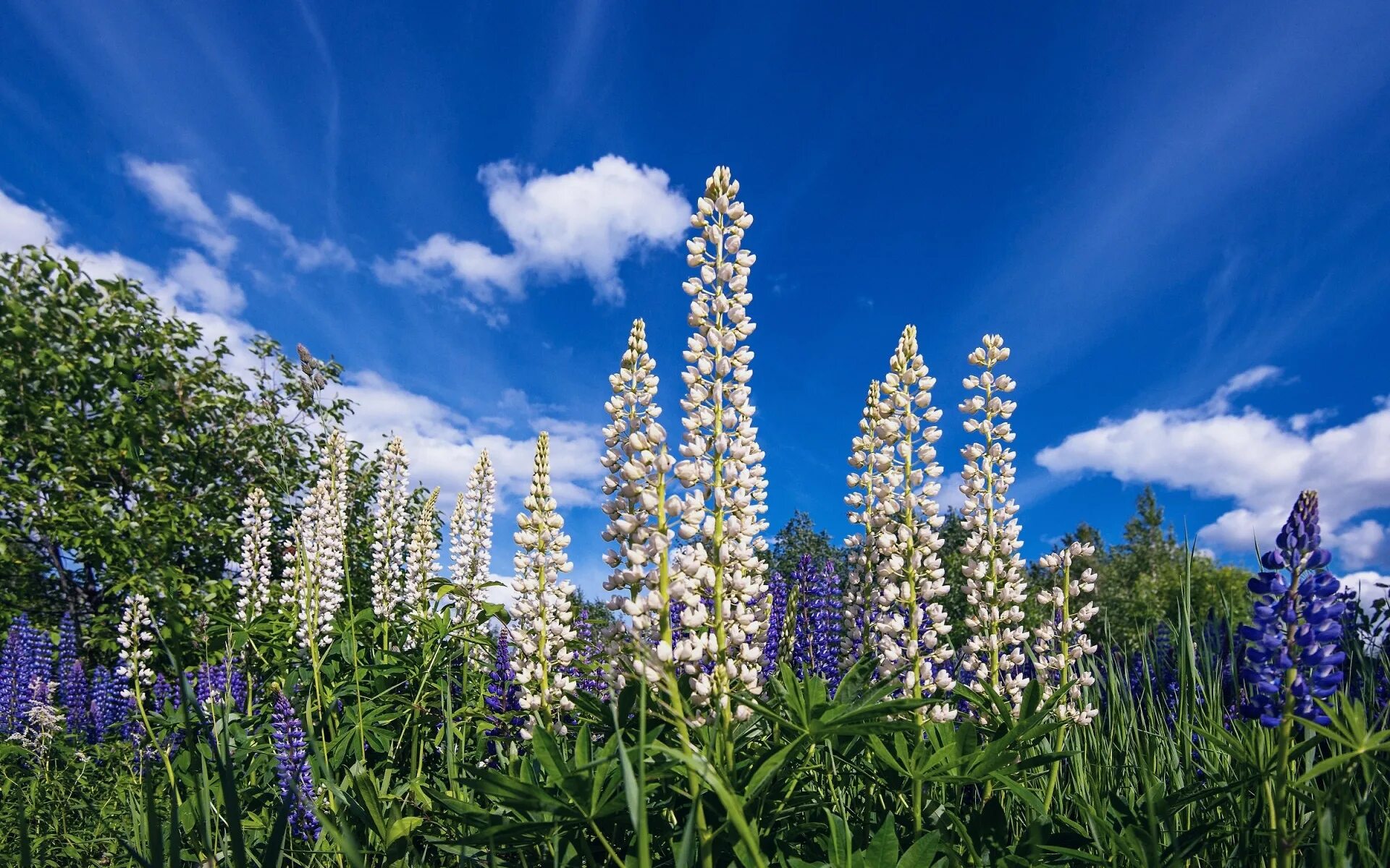 Люпин луговой. Люпин многолистный ноублмейден. люпины (lupinus):. село филипповское владимирская область люпины.