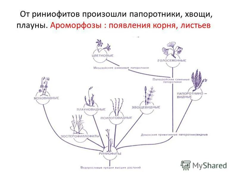 Биологический прогресс цветковых