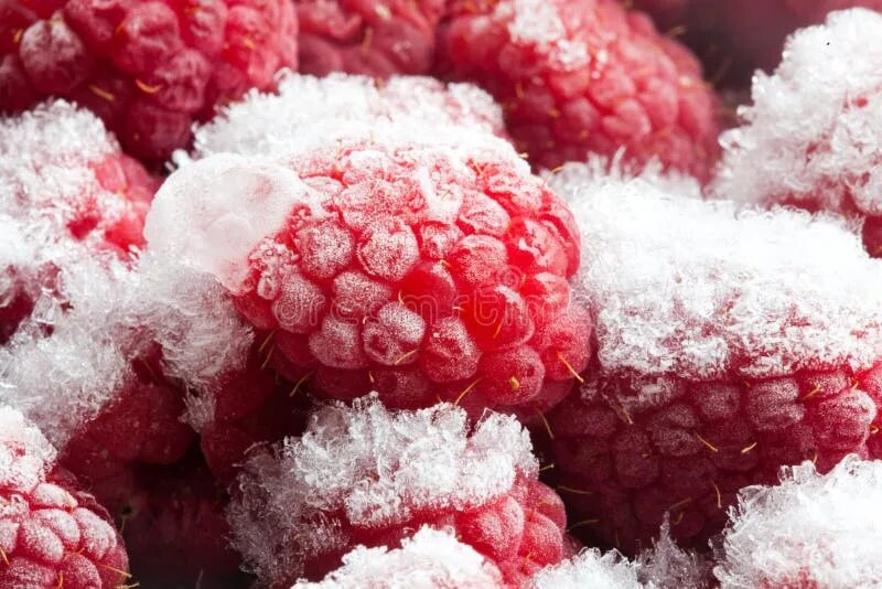 Замороженные ягоды. Малина замороженная. Малина в снегу. Зимняя малина.