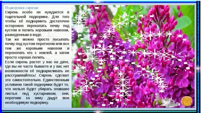 Чем подкормить сирень весной. Удобрение для сирени. Подкормка сирени. Подкормка сирени весной. Интересные факты о сирени.