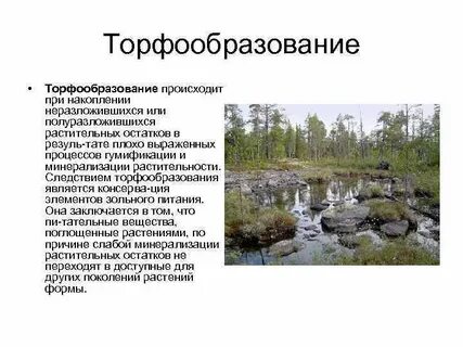 При накоплении растительных и животных остатков образуется
