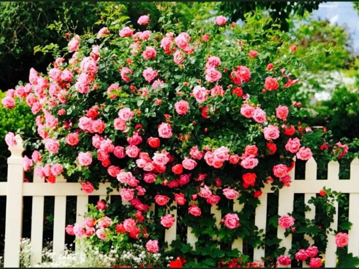 Розы кустовые садовые. Кустарниковые розы (садовые). В сад роз 38