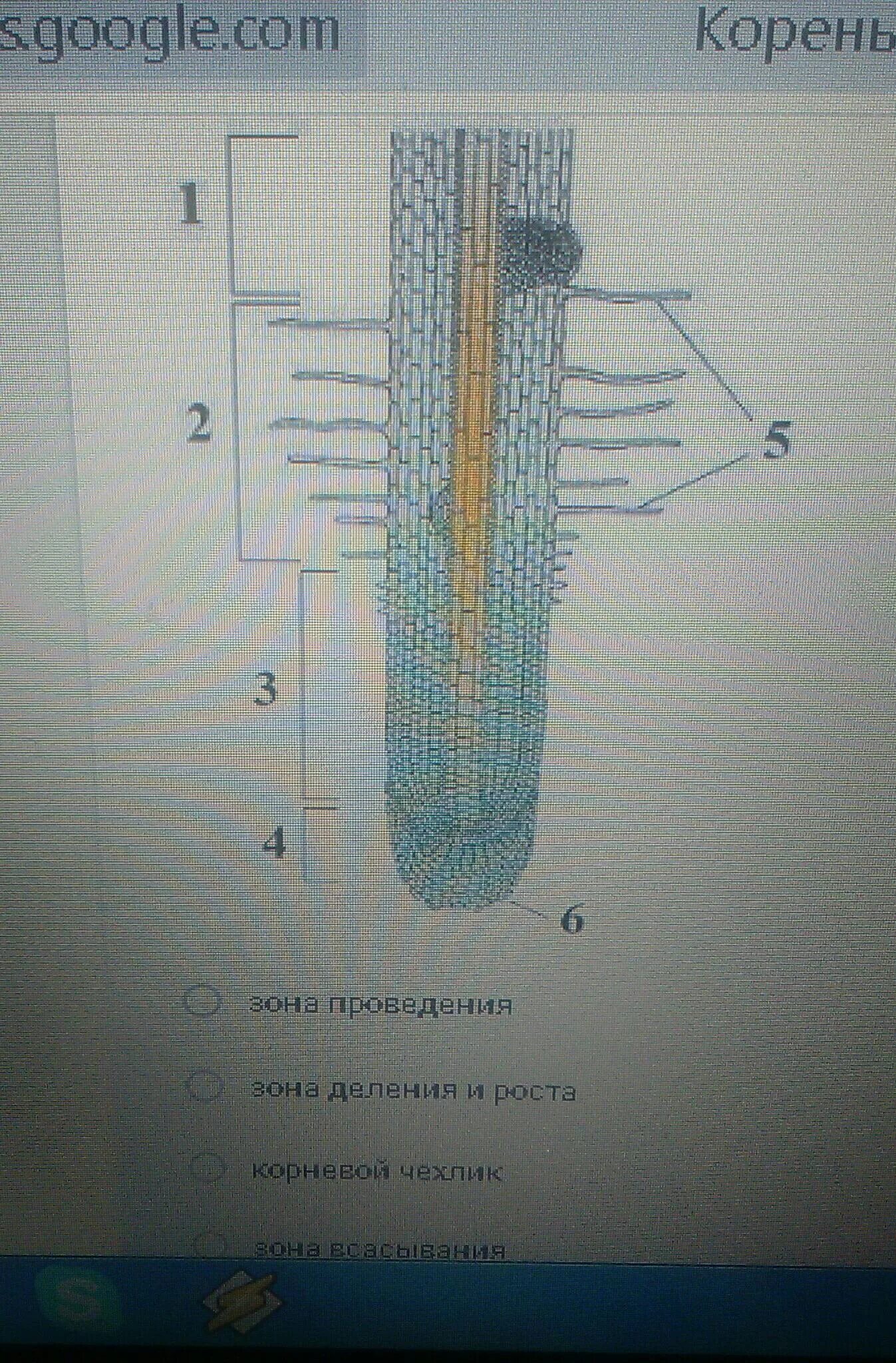 Зона деления корня ответ. Зоны корня. Последовательность зон корня. Зоны корня в верной последовательности. Строение корня.