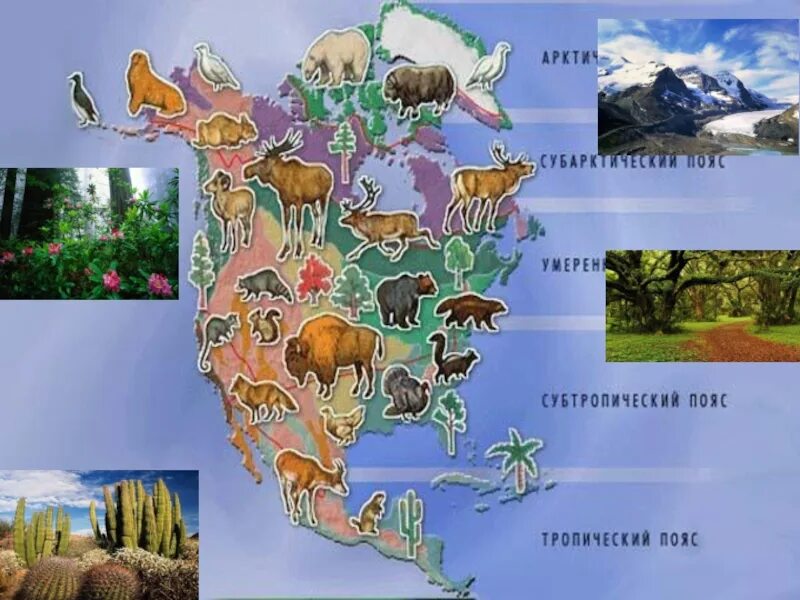 Северные материки 7 класс природные зоны. Растительный мир природных зон Северной Америки. Флора и фауна Северной Америки карта. Материк Северная Америка растительный мир. Животный мир Северной Америки.