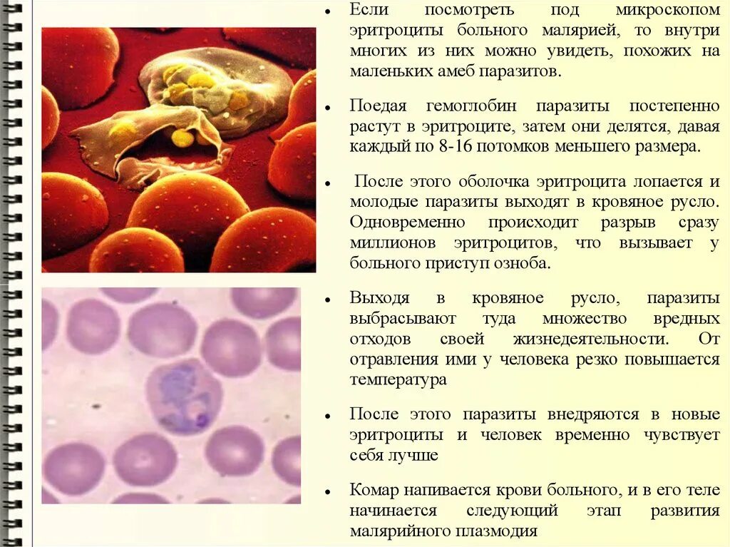 Изменение свойств эритроцитов при тропической малярии. Эритроциты пораженные малярийным плазмодием. Эритроциты трехдневная малярия. Малярия поражает эритроциты.