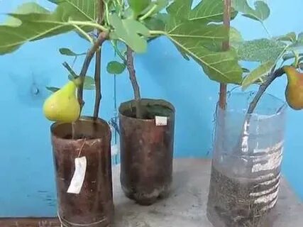 Черенки инжира