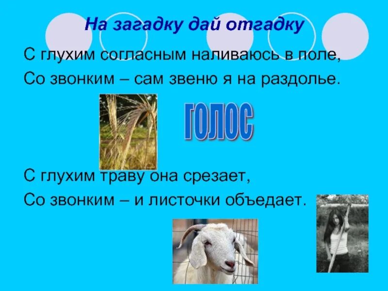 Звонкий тайна текст. С глухим согласным наливаюсь в поле со звонким сам. Загадки на глухие и звонкие согласные. С глухим согласным наливаюсь в поле со звонким сам звеню в Раздолье. С глухим траву она срезает со звонким.