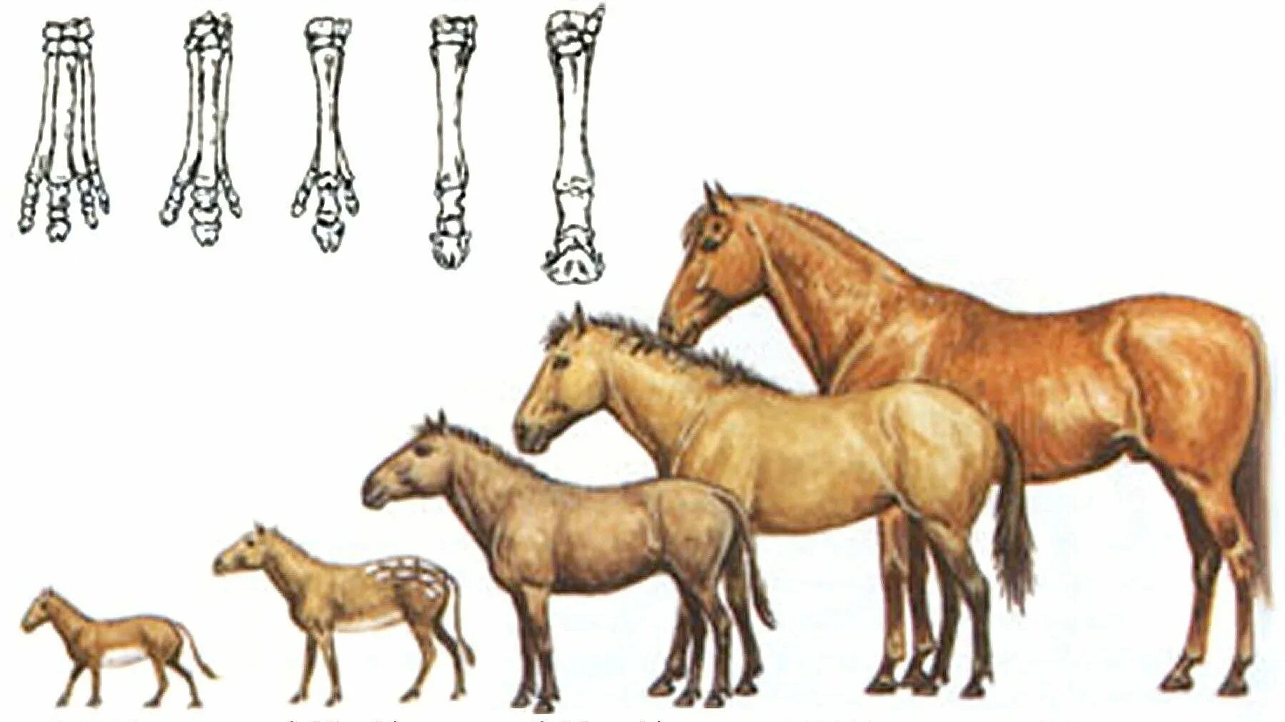 Как называется профессия где лошади. Эволюция филогенетический ряд лошади. Эогиппус предок лошади. Эволюция лошадей эогиппус. Филогенетический предок лошади.
