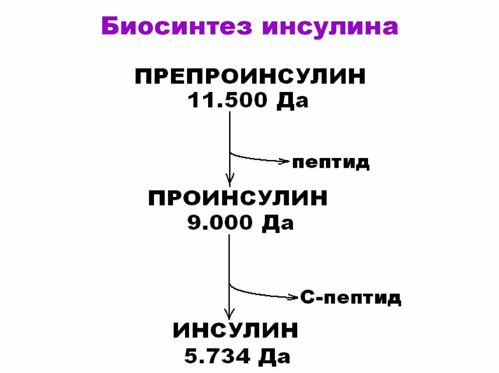 Схема синтеза инсулина. Схема синтеза инсулина биохимия. Биосинтез инсулина схема биохимия. Этапы синтеза инсулина биохимия.