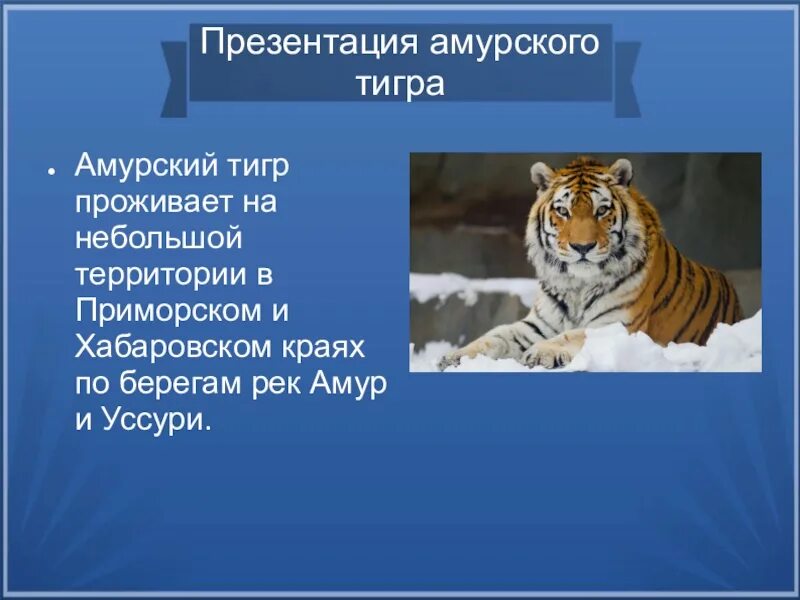 Амурский тигр презентация. Презентация про Амурского тигра. Доклад про Амурского тигра. Амурский тигр сообщение.