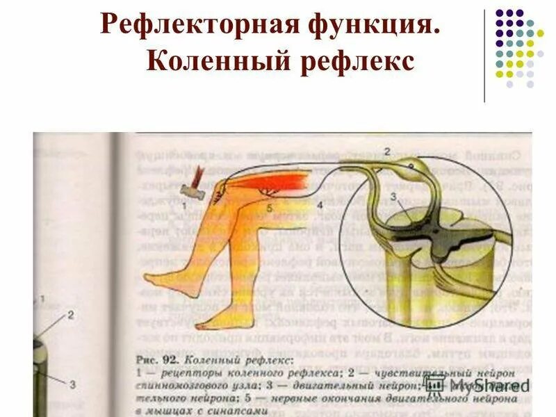 Чувствительное коленного рефлекса. Рис 125 коленный рефлекс. Цепочка коленного рефлекса. Коленный рефлекс физиология. Схема коленного рефлекса физиология.