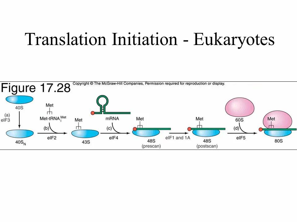 Translation initiation. Eukaryotic translation. Elongation initiation. Initiation of translation of Protein. Translation unit