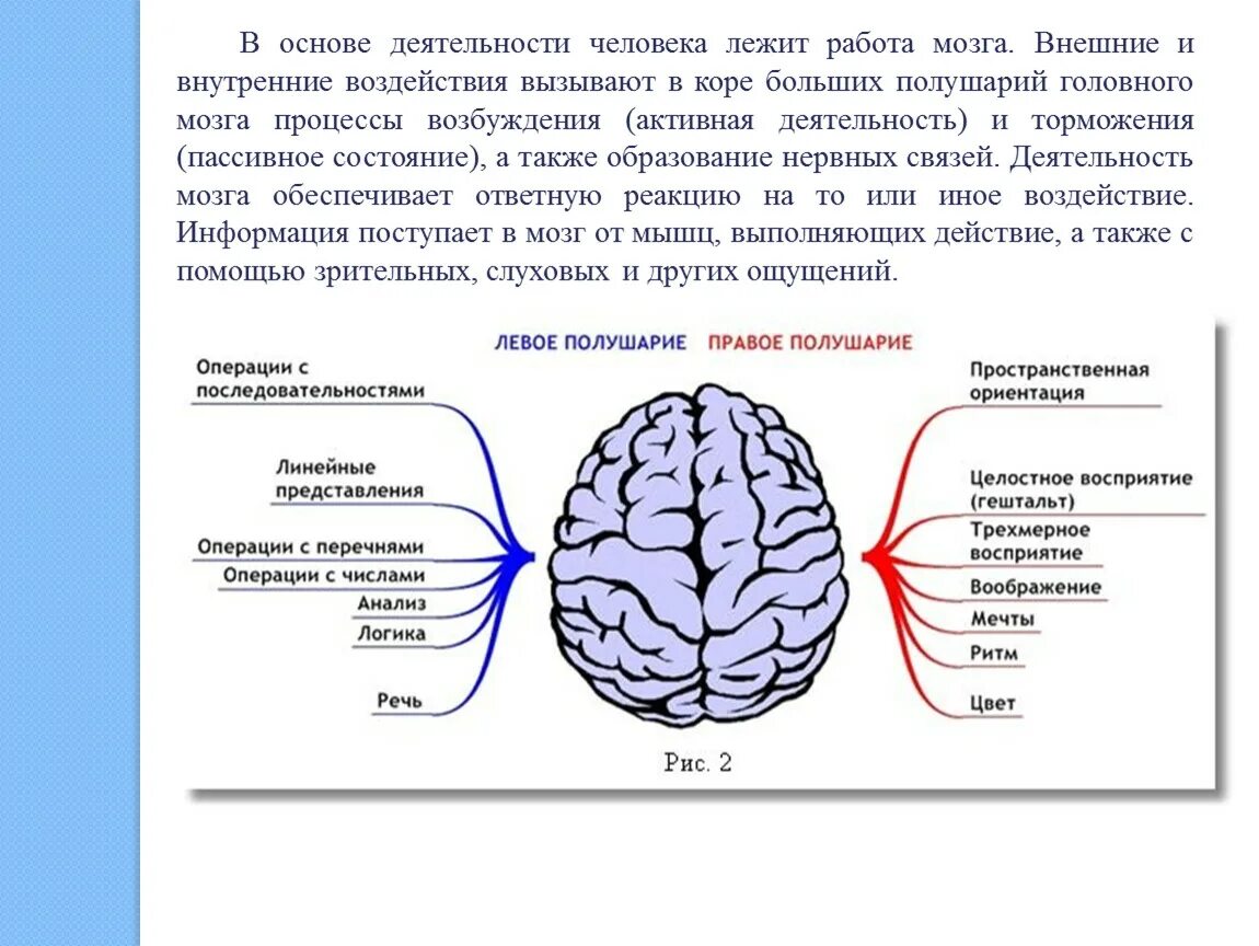 Процесс торможения в коре головного мозга