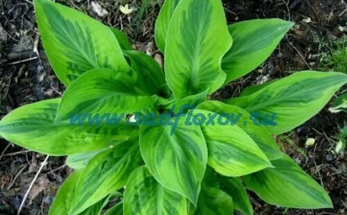 Хоста фоксфаер пальм сандей. Foxfire good friday хоста. Хоста пальма сандей. Хоста foxfire palm. Фоксфайр палм сандей.