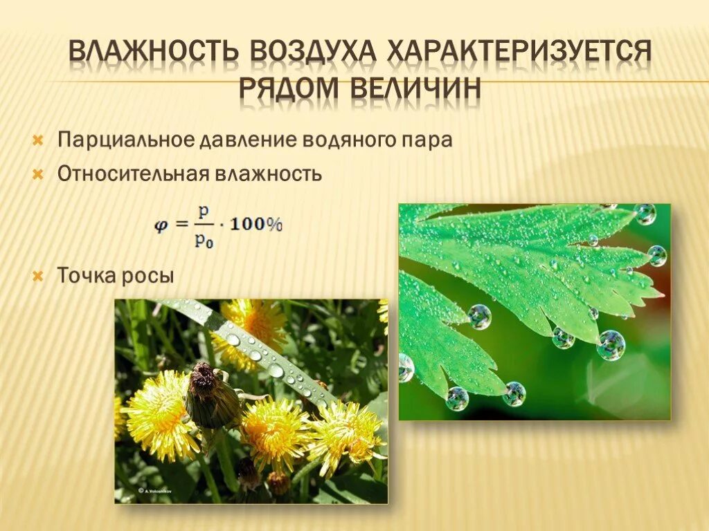 Влажность растений и животных. Влажность воздуха. что характеризует влажность воздуха. понятие влажности воздуха. презентация на тему влажность воздуха.