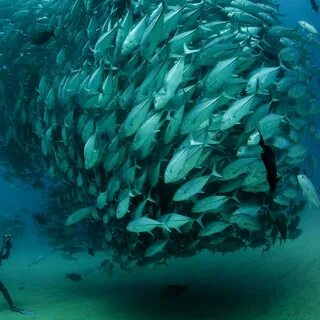 And fish lives in the sea