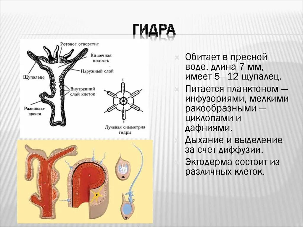 Гидра состоит из клеток. Гидра состоит из клеток