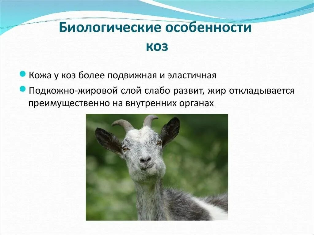 Биологические особенности рогатого скота. Биологические особенности коров.