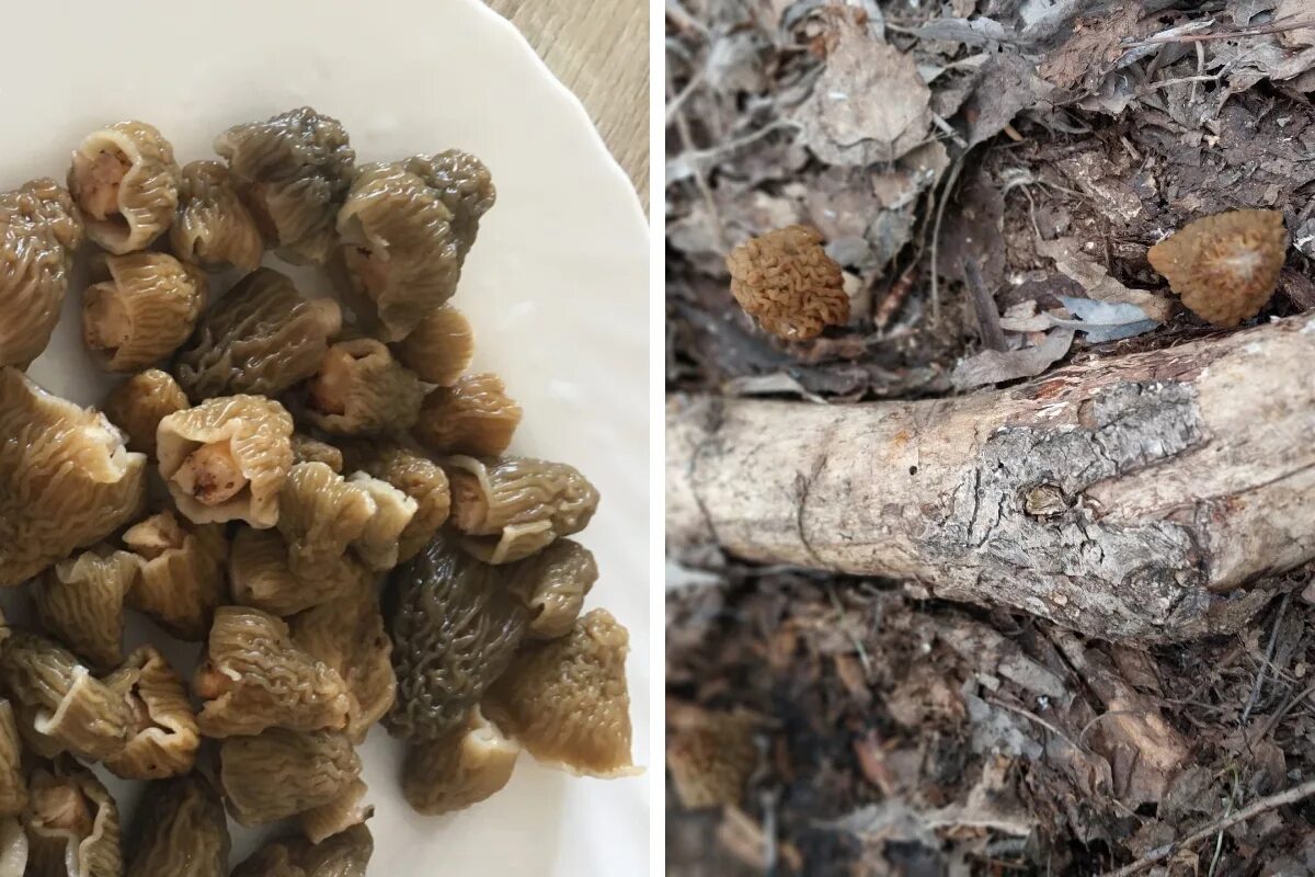 какие грибы нельзя собирать по закону 2023