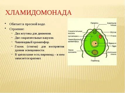 Систематика хламидомонады