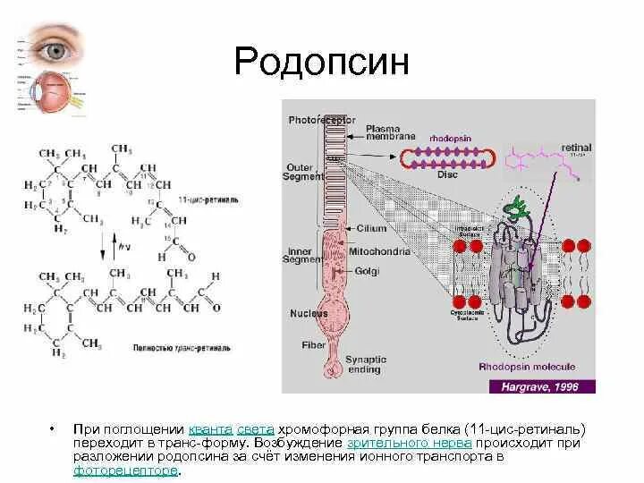 Содержат пигмент родопсин. Родопсин. Родопсин строение. Фермент родопсин. Родопсин структура.