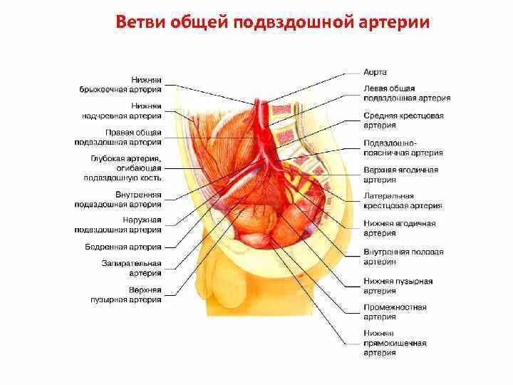 Ветви внутренней подвздошной артерии схема. Внутренняя и наружная подвздошная артерия схема. Внутренняя подвздошная артерия анатомия. Ветви наружной подвздошной артерии анатомия.